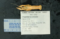 Procambarus versutus image